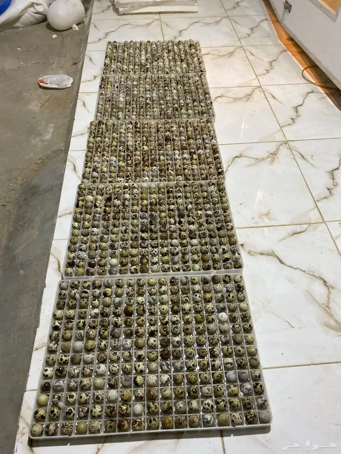 بيض سمان تجميع يومي 1