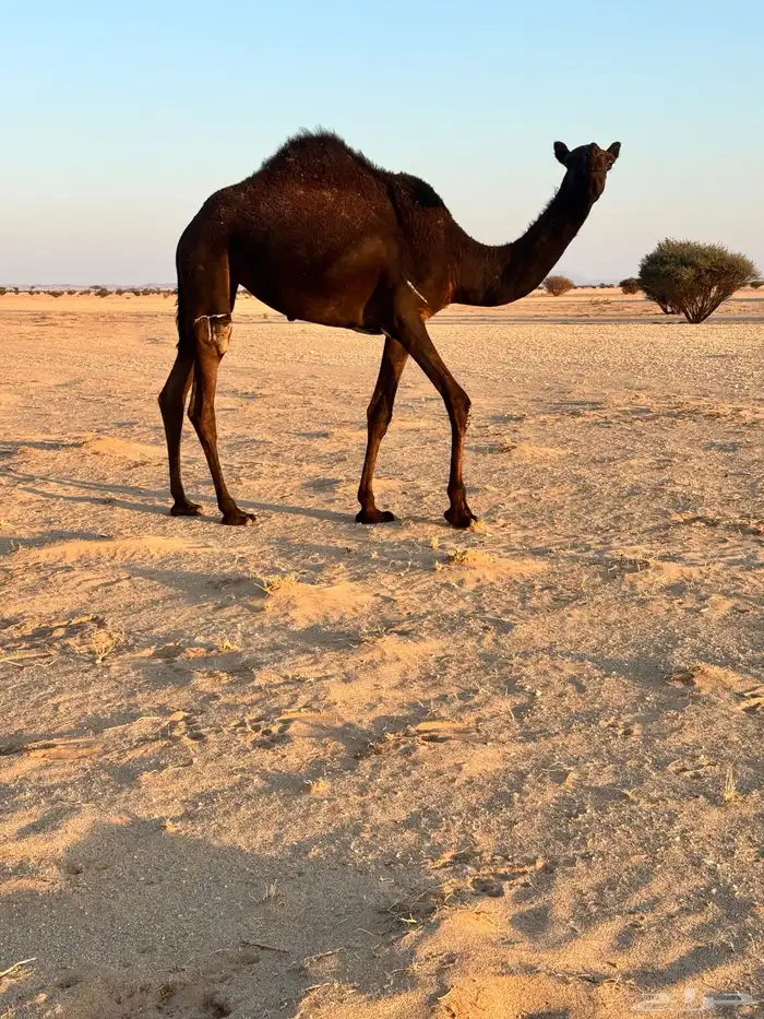 بكره مفروده تدخل حقه 2