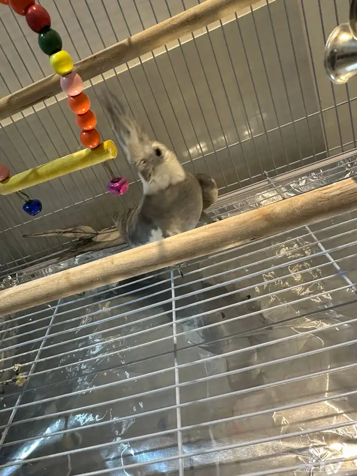 طير كروان للبيع 0