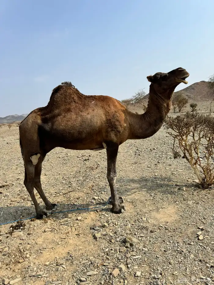 البيع جمل سحلي 0