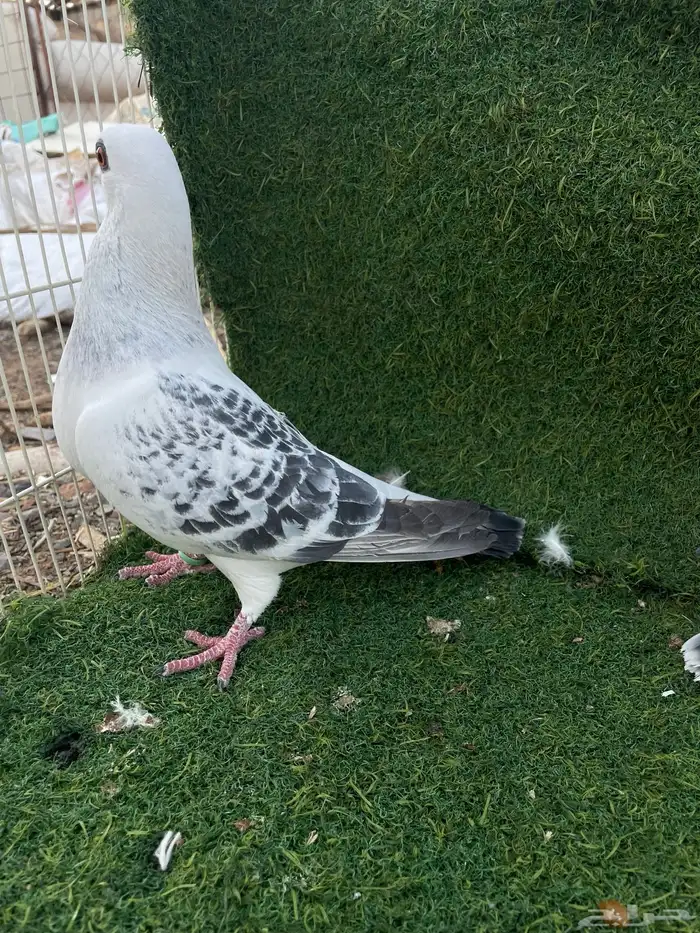 فرايد ذكور شاميه عمري حقت مطيار 2