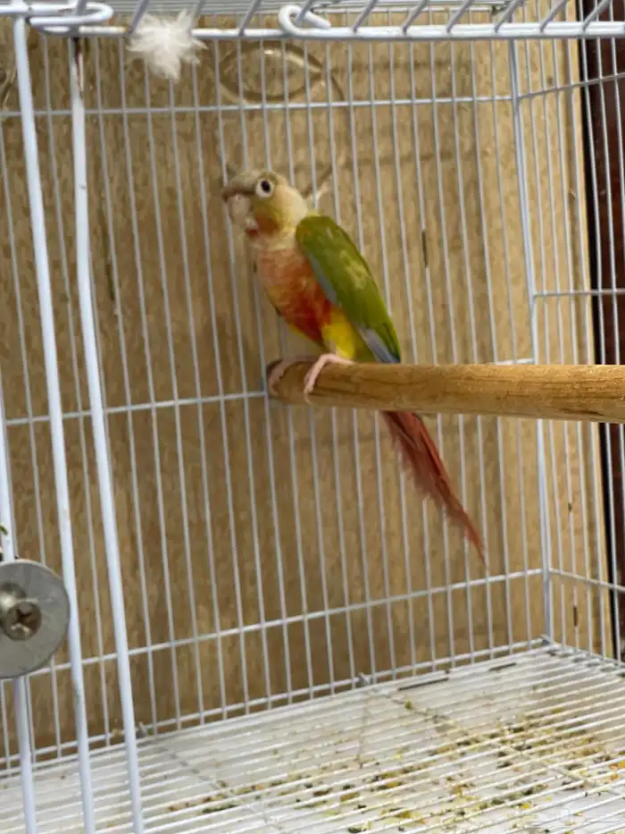 ذكر كنيور اناناس رد فاكتور منتج 1