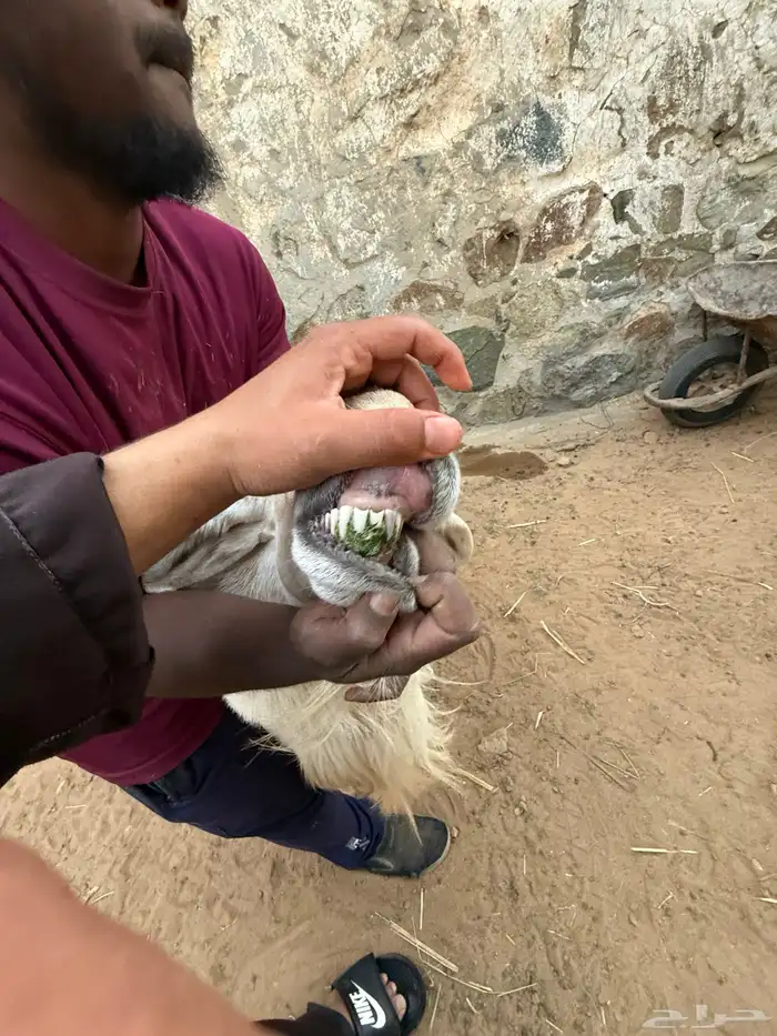 خروف فحل على الشرط ضراب ومالطيه 4