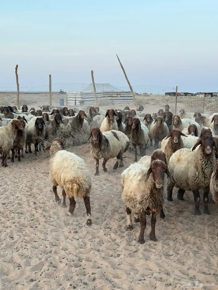 غنم مراح واحد مواليد العدد حدود 150 9