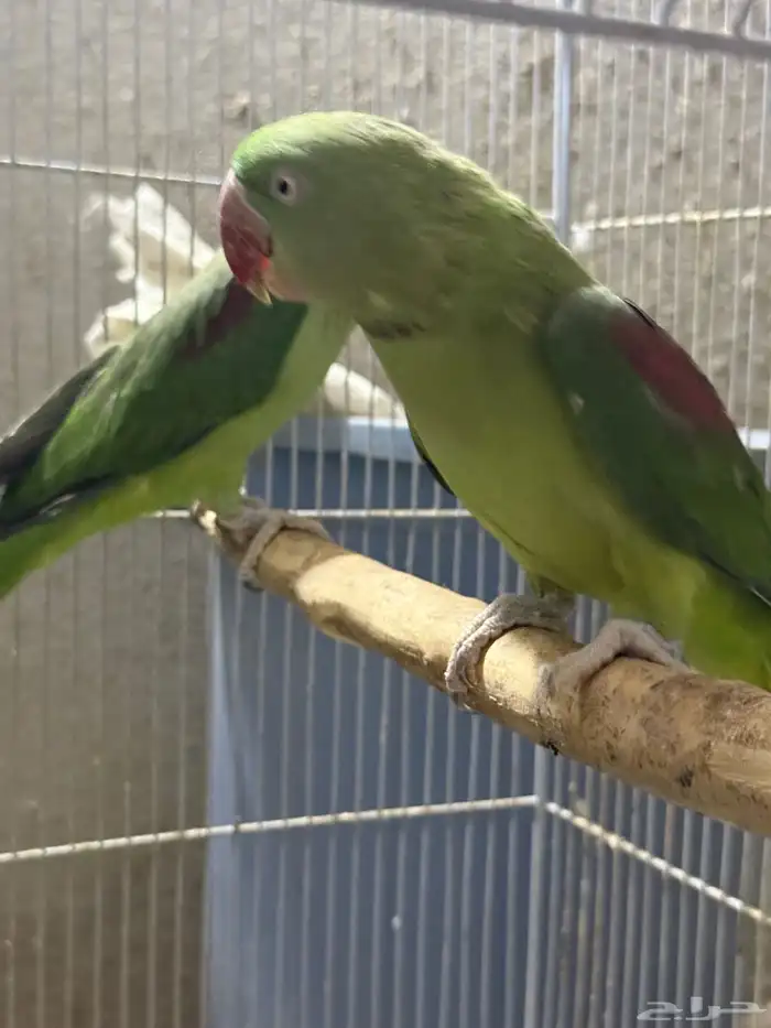 جوز نيبالي سوبر جامبو ( أليف ومتكلم ) 1