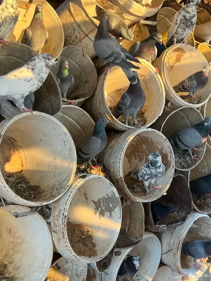 حمام للبيع 0