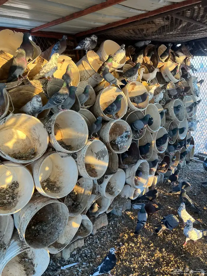 حمام للبيع 5