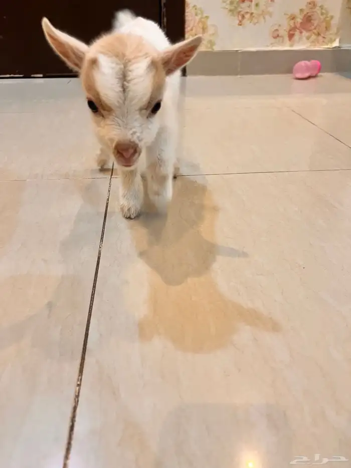 قزمي للبيع 4