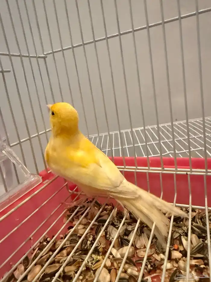 للبيع كناري شرط تغريد 3