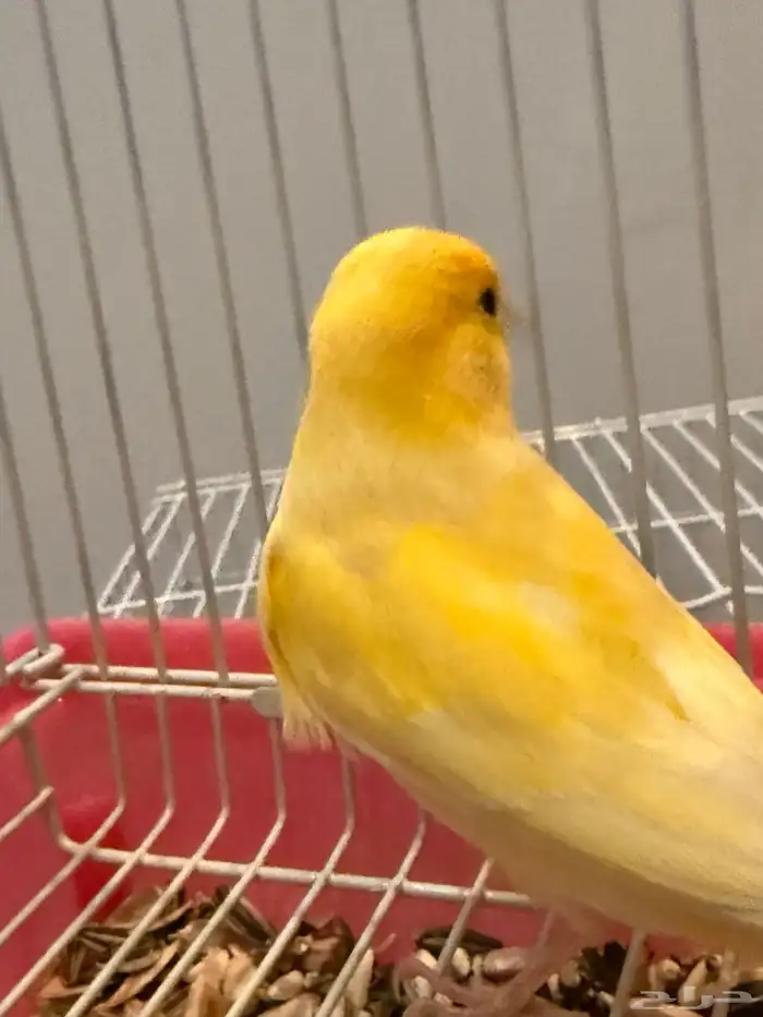للبيع كناري شرط تغريد 1