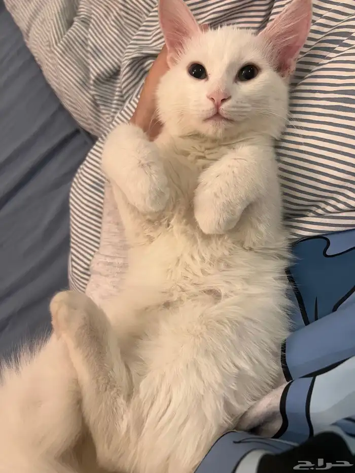 قطط للتبني في المدينة المنورة صحتهم كويسه متطعمين ومتعقمين 0