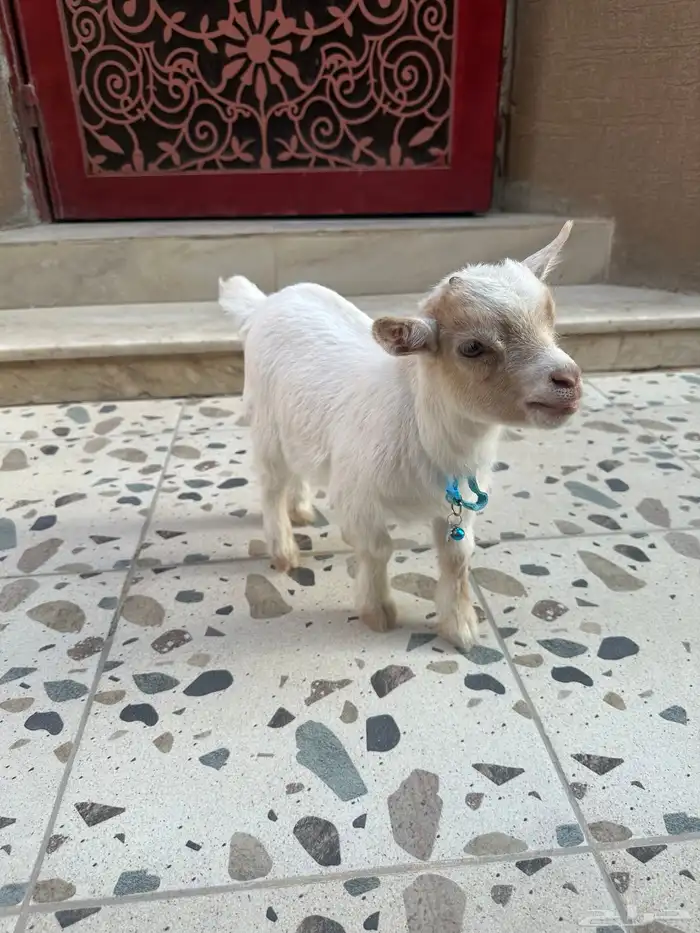 تيس ماعز العمر شهرين صحته ممتازه جدا 0