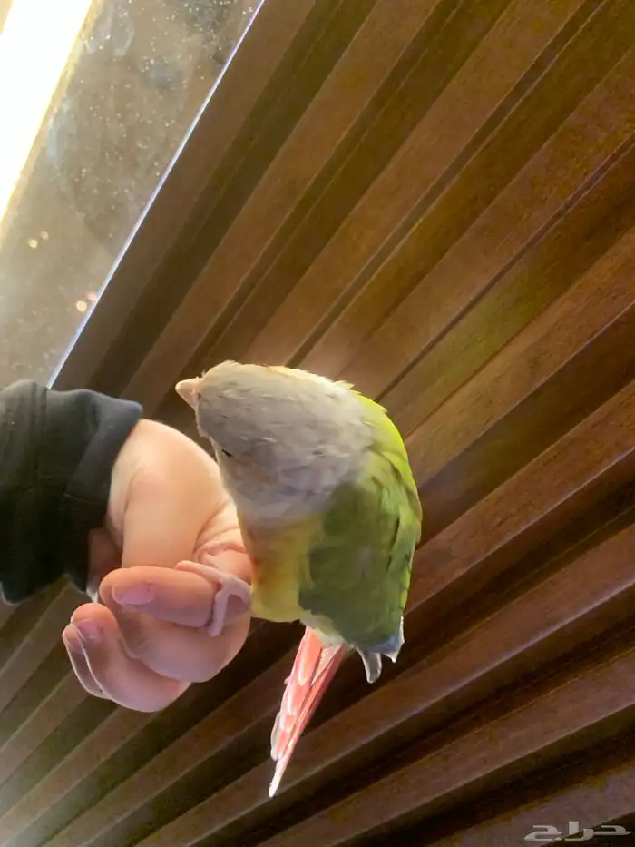 طير كنيور ما تكلم 3