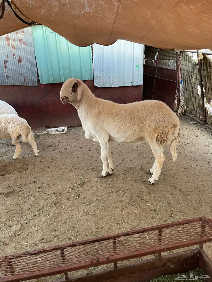 طلي فحل رباع 0