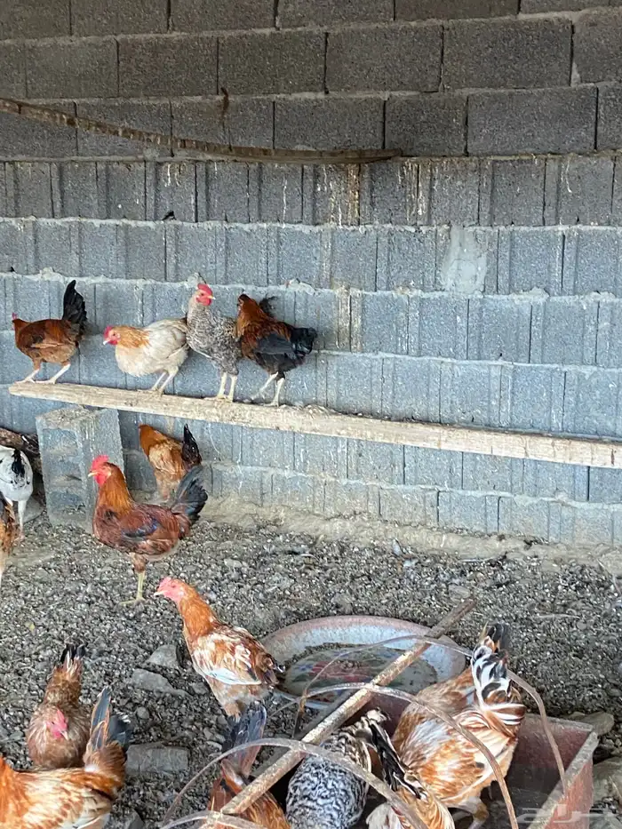 السلام عليكم نعرض لكم دياكه ذكور فيها تركي عربي بلدي للبيع 0