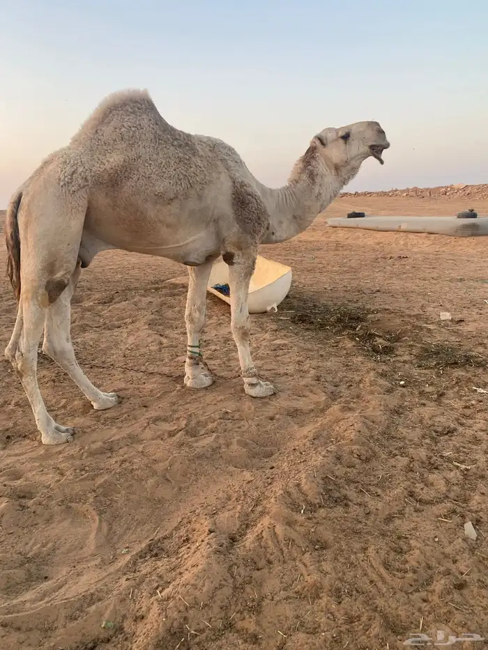 جمل هايج باتلي اقبل البدل 0