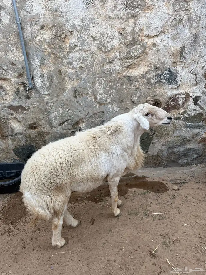 خروف فحل على الشرط ضراب ومالطيه 0