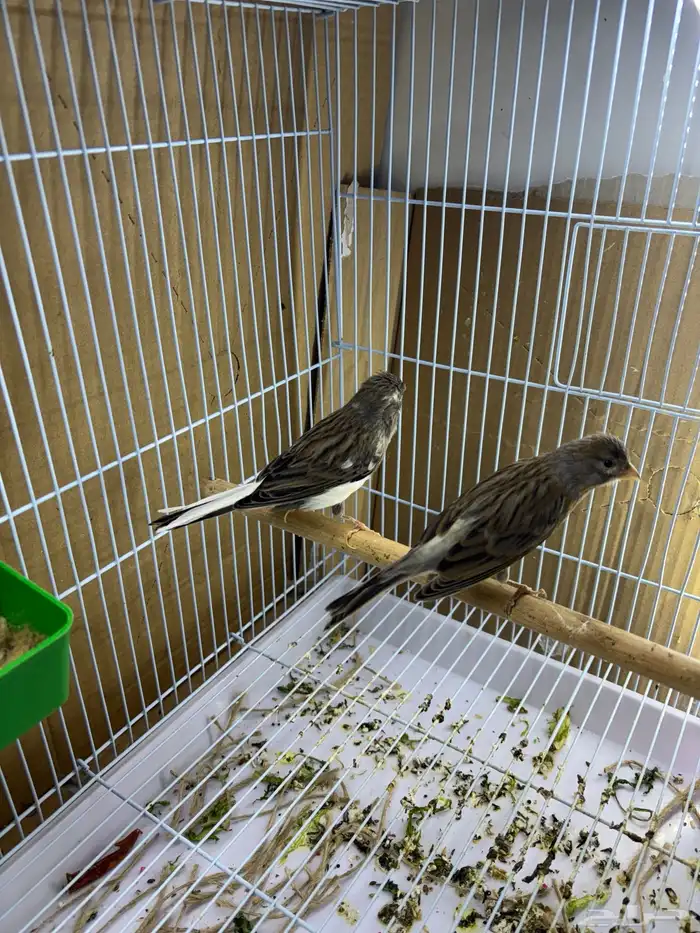 كناري سوري جوز مع 3 بيضات مخصبه 2