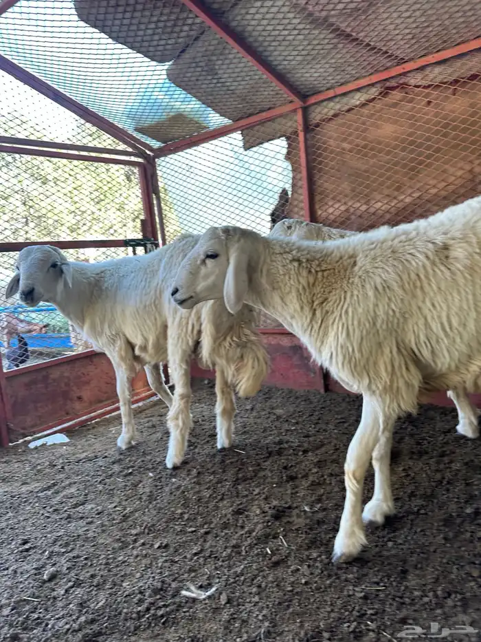 طليان للبيع ذابيح ومرعى 1