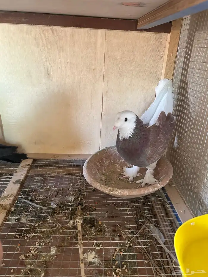 للبيع حمام 0