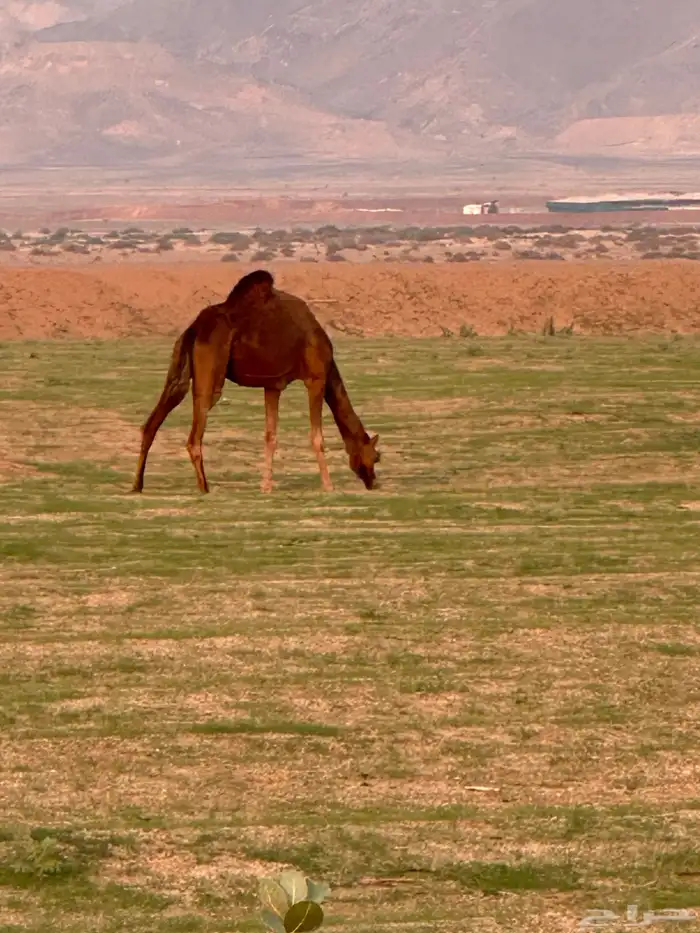 ابل للبيع 13