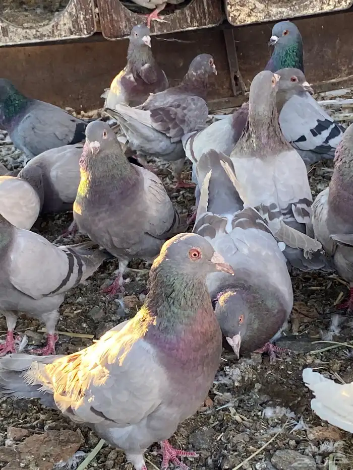 تم البيع الله يبارك لرعيه 1