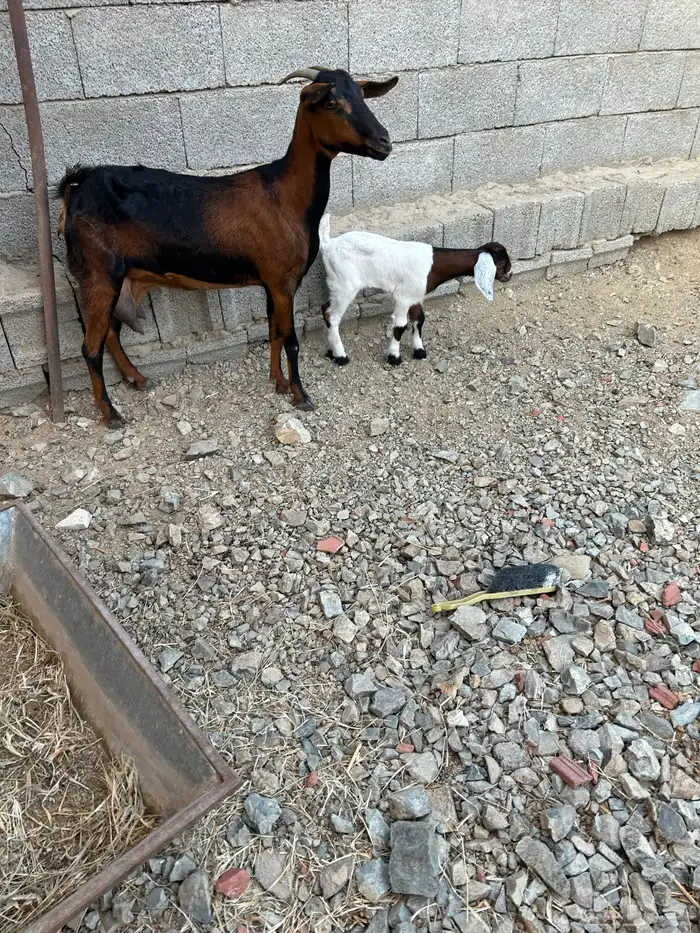 1 ماعز معها تيس روم وديس طيب 0