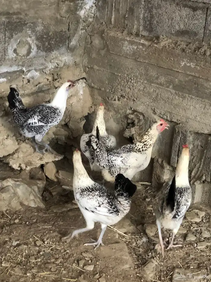 دجاج مهجن باكستاني و بلدي 0