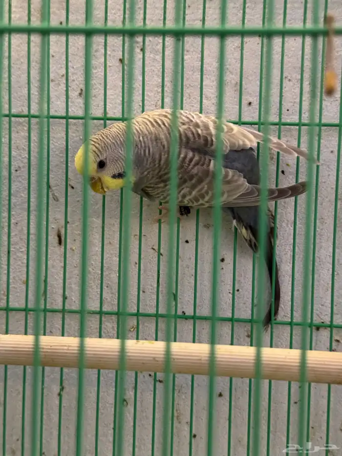 انثى بادجي هولندي 3