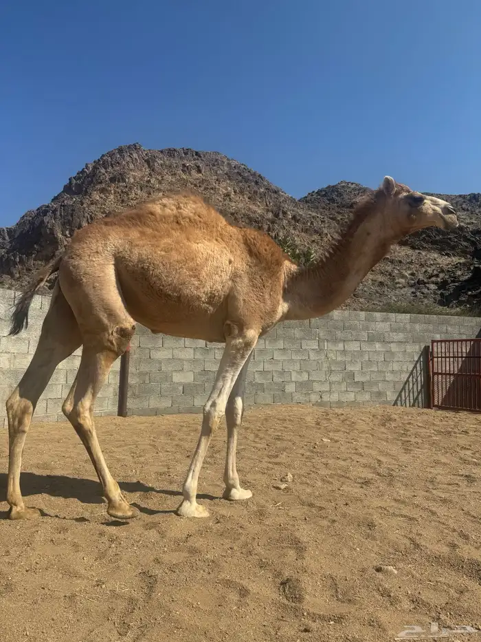 بكره مفروده للبيع 1