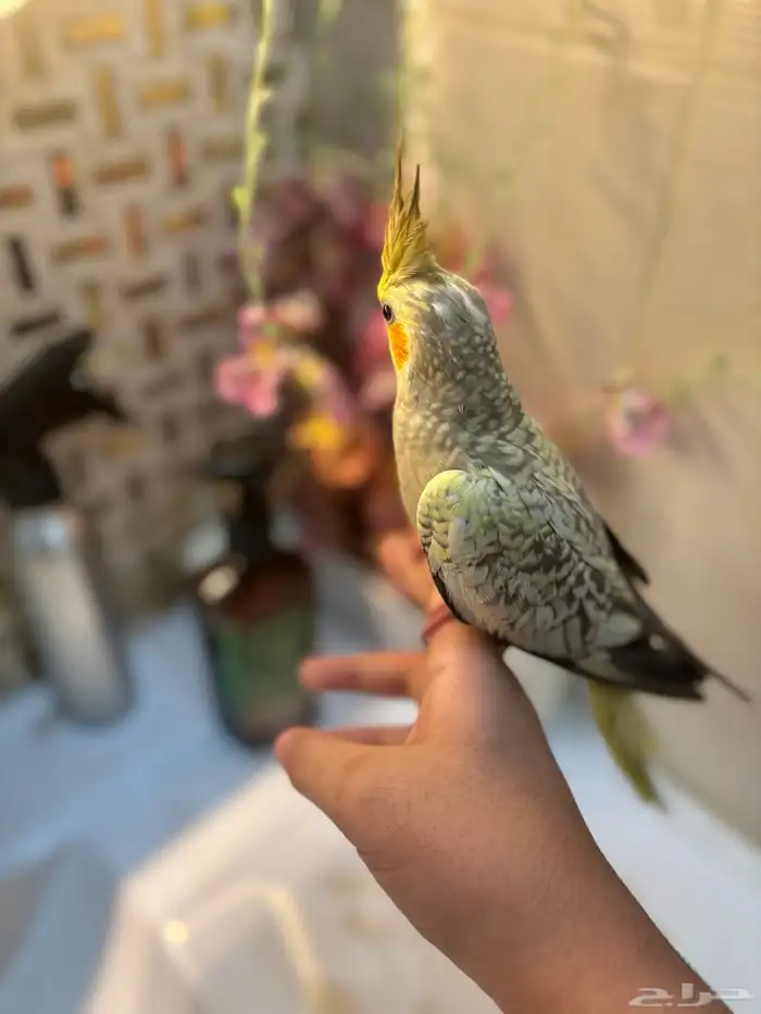 كروان أليف هدد للبيع 0