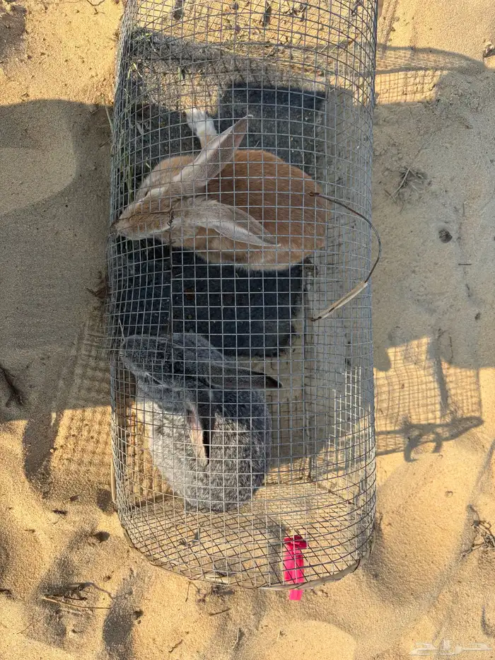 للبيع أرانب 1