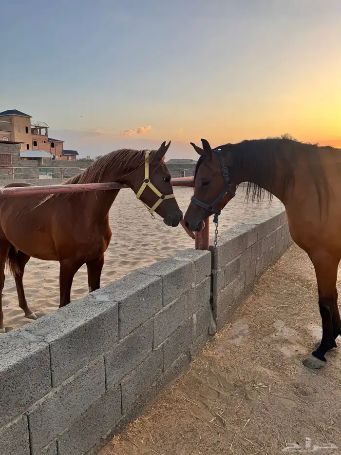 مهر واهو اشقر 1