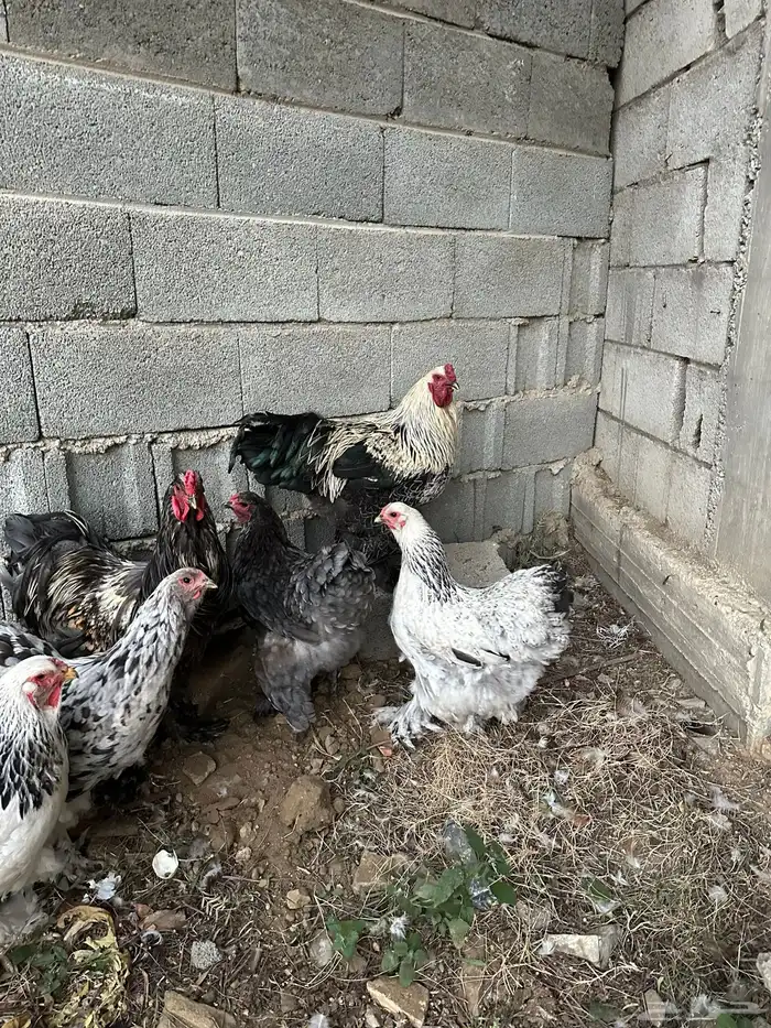 دجاج براهما مستوي توب 9