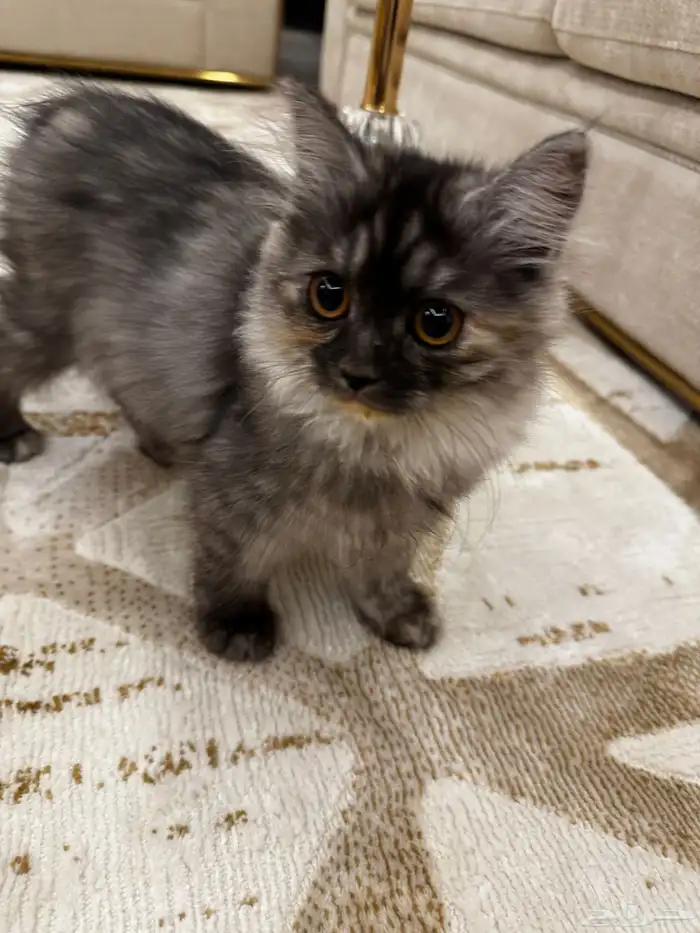 قطوة شيرازي 0