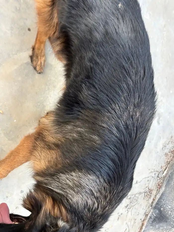 كلب جيرمن للبيع 2