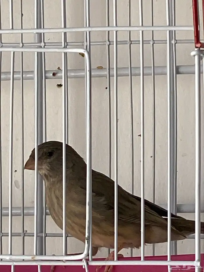 حسون طايفي ياسمين طايفي تم البيع 4