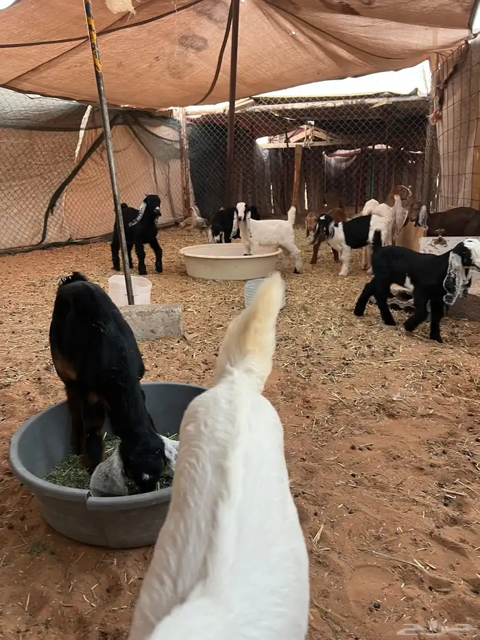 غنم تيوس وجفار للبيع العدد 11الموقع الخرج 5