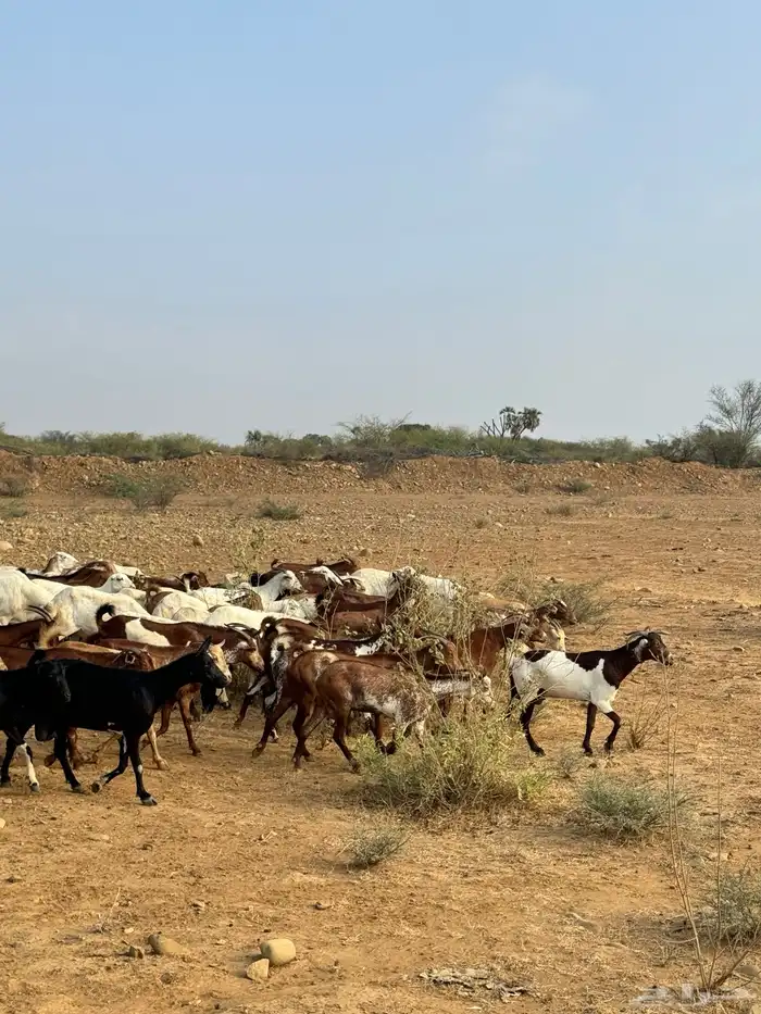 للبيع غنم دهم العدد 60 وضأن العدد 35 7