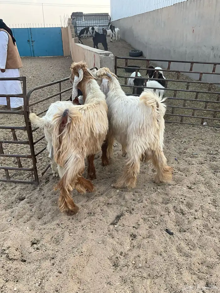 تيوس عوارض صفر 6