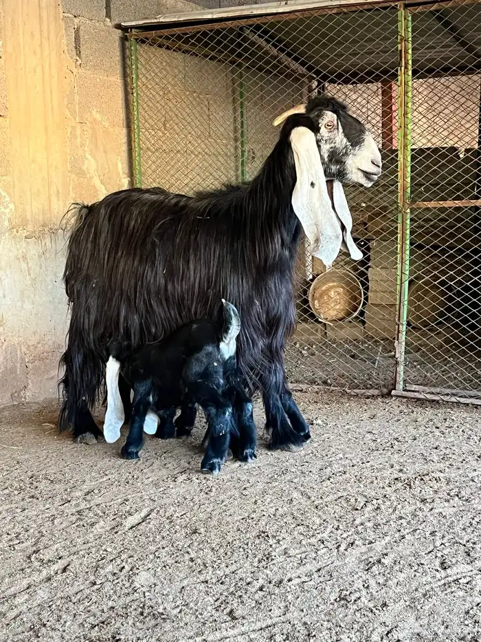 عنز عارضية صنف متبع 0