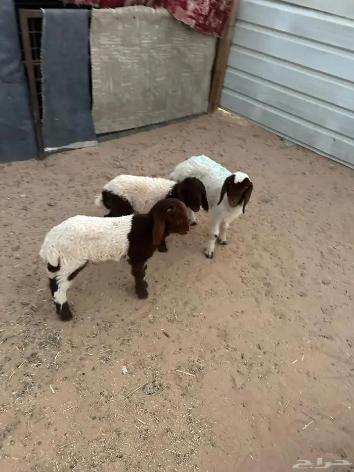 دواغير نعيم العدد 3 (2 خروف 1 رخل ) 6