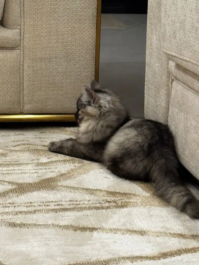 قطوة شيرازي 2