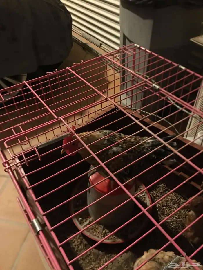 ديك بلدي عمره صغير او ديكين ودجاجتين 0