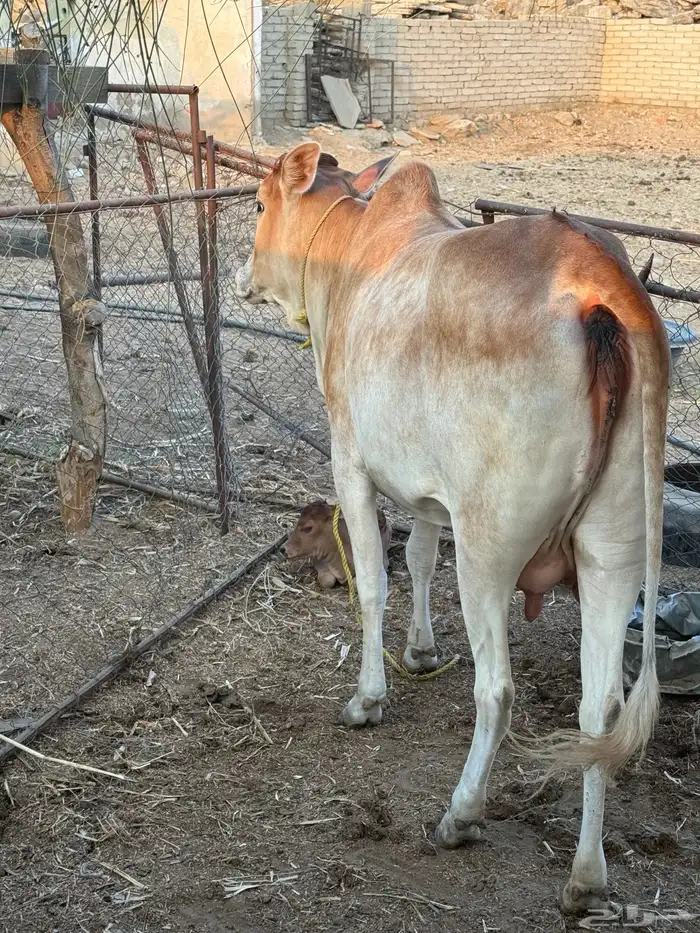 بقرة بلدي ام ثاني 7