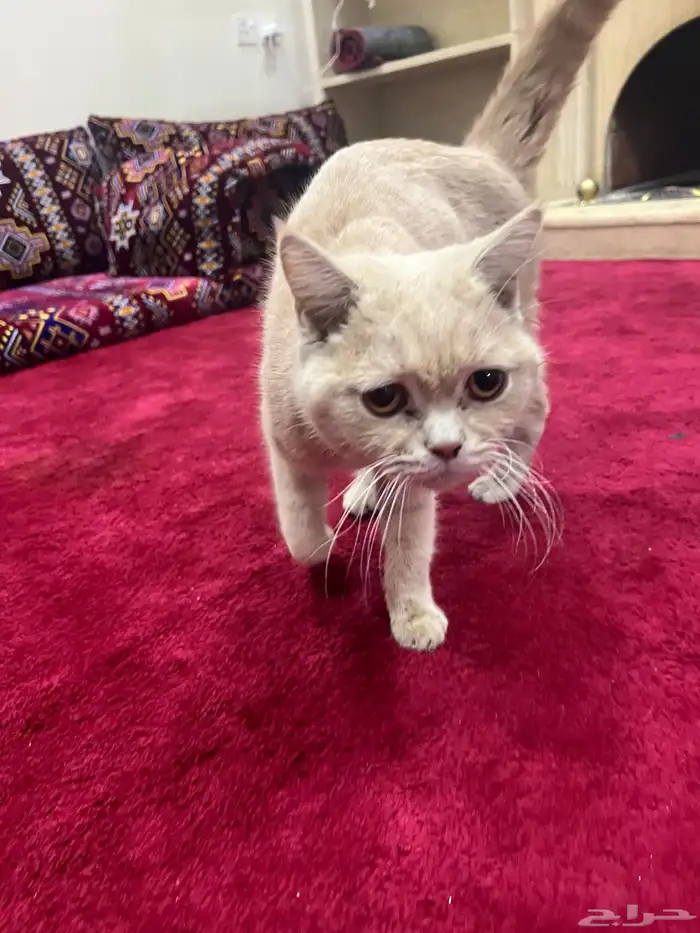 قط سكوتش متروك للأسف .. للتبني 0