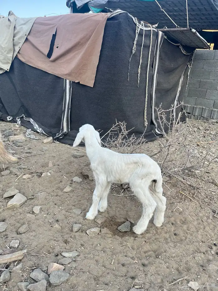 رخل جذعه تحتها خروف 4