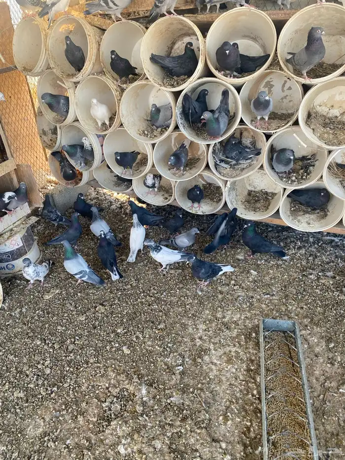 قطايف سود صكه وحده نتاج بعض 8