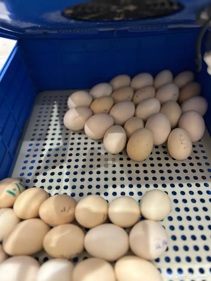 براهما ابيض صك 5