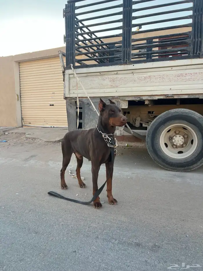 كلب دوبر مان 3